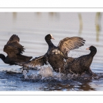 Foulque macroule (Fulica atra - Eurasian Coot)