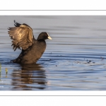 Foulque macroule (Fulica atra - Eurasian Coot)