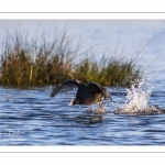 Foulque macroule (Fulica atra - Eurasian Coot)