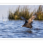 Foulque macroule (Fulica atra - Eurasian Coot)