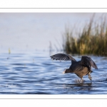 Foulque macroule (Fulica atra - Eurasian Coot)