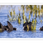 Foulque macroule (Fulica atra - Eurasian Coot)