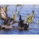 Foulque macroule (Fulica atra - Eurasian Coot)