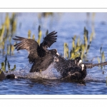 Foulque macroule (Fulica atra - Eurasian Coot)