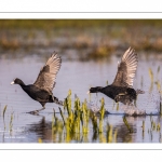 Foulque macroule (Fulica atra - Eurasian Coot)