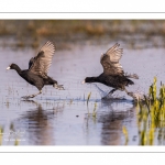 Foulque macroule (Fulica atra - Eurasian Coot)