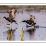 Foulque macroule (Fulica atra - Eurasian Coot)