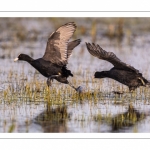 Foulque macroule (Fulica atra - Eurasian Coot)