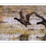 Foulque macroule (Fulica atra - Eurasian Coot)