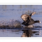 Foulque macroule (Fulica atra - Eurasian Coot)