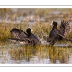 Foulque macroule (Fulica atra - Eurasian Coot)