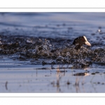 Foulque macroule (Fulica atra - Eurasian Coot)