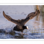 Foulque macroule (Fulica atra - Eurasian Coot)