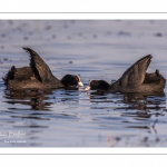 Foulque macroule (Fulica atra - Eurasian Coot)