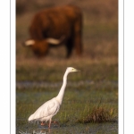 Grande Aigrette (Ardea alba - Great Egret)