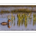 Grèbe huppé (Podiceps cristatus - Great Crested Grebe)