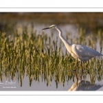 Grande Aigrette (Ardea alba - Great Egret), plumage nuptial, en train de pêcher