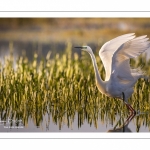 Grande Aigrette (Ardea alba - Great Egret), plumage nuptial, en train de pêcher