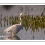 Grande Aigrette (Ardea alba - Great Egret), plumage nuptial, en train de pêcher