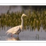 Grande Aigrette (Ardea alba - Great Egret), plumage nuptial, en train de pêcher