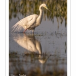 Grande Aigrette (Ardea alba - Great Egret), plumage nuptial, en train de pêcher