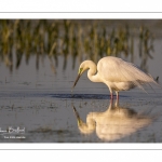Grande Aigrette (Ardea alba - Great Egret), plumage nuptial, en train de pêcher