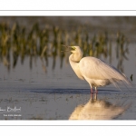 Grande Aigrette (Ardea alba - Great Egret), plumage nuptial, en train de pêcher