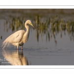 Grande Aigrette (Ardea alba - Great Egret), plumage nuptial, en train de pêcher