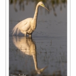 Grande Aigrette (Ardea alba - Great Egret), plumage nuptial, en train de pêcher