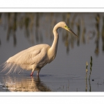 Grande Aigrette (Ardea alba - Great Egret), plumage nuptial, en train de pêcher