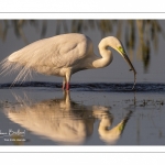 Grande Aigrette (Ardea alba - Great Egret), plumage nuptial, en train de pêcher