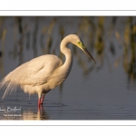 Grande Aigrette (Ardea alba - Great Egret), plumage nuptial, en train de pêcher