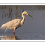 Grande Aigrette (Ardea alba - Great Egret), plumage nuptial, en train de pêcher