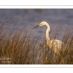 Grande Aigrette (Ardea alba - Great Egret), plumage nuptial, en train de pêcher