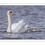 Cygne tuberculé (Cygnus olor - Mute Swan) et ses cygnons (cigneaux)