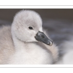 Cygne tuberculé (Cygnus olor - Mute Swan) et ses cygnons (cigneaux)