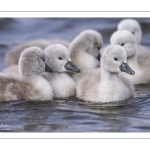 Cygne tuberculé (Cygnus olor - Mute Swan) et ses cygnons (cigneaux)