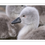 Cygne tuberculé (Cygnus olor - Mute Swan) et ses cygnons (cigneaux)