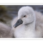 Cygne tuberculé (Cygnus olor - Mute Swan) et ses cygnons (cigneaux)