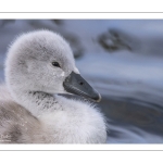 Cygne tuberculé (Cygnus olor - Mute Swan) et ses cygnons (cigneaux)