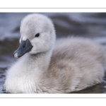 Cygne tuberculé (Cygnus olor - Mute Swan) et ses cygnons (cigneaux)