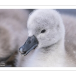 Cygne tuberculé (Cygnus olor - Mute Swan) et ses cygnons (cigneaux)