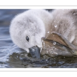 Cygne tuberculé (Cygnus olor - Mute Swan) et ses cygnons (cigneaux)