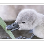 Cygne tuberculé (Cygnus olor - Mute Swan) et ses cygnons (cigneaux)