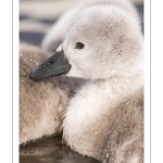 Cygne tuberculé (Cygnus olor - Mute Swan) et ses cygnons (cigneaux)