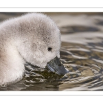 Cygne tuberculé (Cygnus olor - Mute Swan) et ses cygnons (cigneaux)