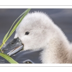 Cygne tuberculé (Cygnus olor - Mute Swan) et ses cygnons (cigneaux)