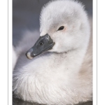 Cygne tuberculé (Cygnus olor - Mute Swan) et ses cygnons (cigneaux)