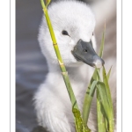 Cygne tuberculé (Cygnus olor - Mute Swan) et ses cygnons (cigneaux)