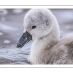 Cygne tuberculé (Cygnus olor - Mute Swan) et ses cygnons (cigneaux)